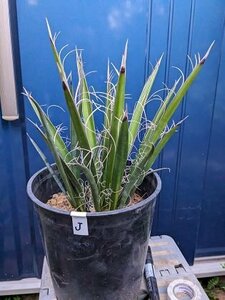 4/2撮影 現品！◇ユッカ・カルネロサナ 7号 ◇ドライガーデン◇Yucca carnerosana（品番WHJ）【送料M】