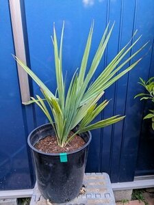 4/28 photographing * reality goods * mackerel ru cocos nucifera mekisi Carna 7 number potted plant *Sabal mexicana* a little over enduring cold .( product number GR)[ postage M]