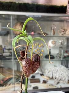 Nepenthes aristolochioides ネペンテス　アリストロキオイデス　食虫植物