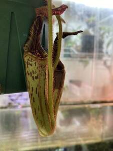 Nepenthes mollis ネペンテス　モリス　食虫植物