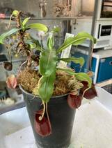 Nepenthes undulatifolia Sulauesi, Indonesiaネペンテス　ウンデュラティフォリア　スラウェシ　インドネシア　食虫植物_画像3