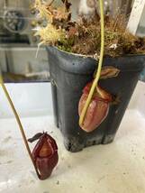 Nepenthes flava Pawel ネペンテス　フラバ　食虫植物_画像1
