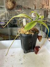 Nepenthes flava Pawel ネペンテス　フラバ　食虫植物_画像3