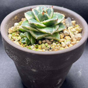 アガベ ピンキー 王妃笹の雪A型白覆輪 カキ仔付き Agave filifera 'Pinky' の画像5