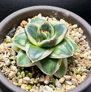 アガベ ピンキー　王妃笹の雪A型白覆輪　カキ仔付き　Agave filifera 'Pinky'　