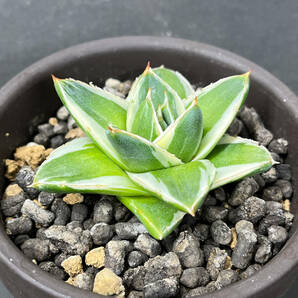 アガベ ピンキー 王妃笹の雪A型白覆輪 Agave filifera 'Pinky' の画像3