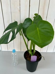  monstera 6 number 