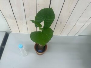 arokasia Alocasia odora 4 номер 