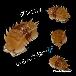 10匹 亜成体 Pseudarmadillo spinosus スピノサス ダンゴムシ　