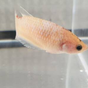 若いメス♀ SF2106 プラカット 全長は3~4 cm、10匹以上入札は早期終了。の画像10