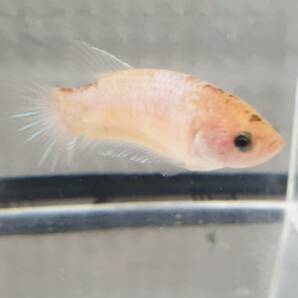 若いメス♀ SF2106 プラカット 全長は3~4 cm、10匹以上入札は早期終了。の画像9