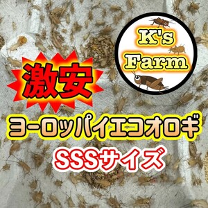 350匹+20%+(死着保証10%)　　　SSSサイズ(イエコピンヘッドより少し大きめレッドローチ初齢と約同等サイズ)　激安ヨーロッパイエコオロギ　