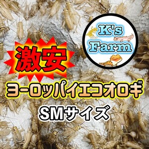 450匹+20%+(死着保証10%)　SMサイズ約0.8～1.2cm)　激安ヨーロッパイエコオロギ　