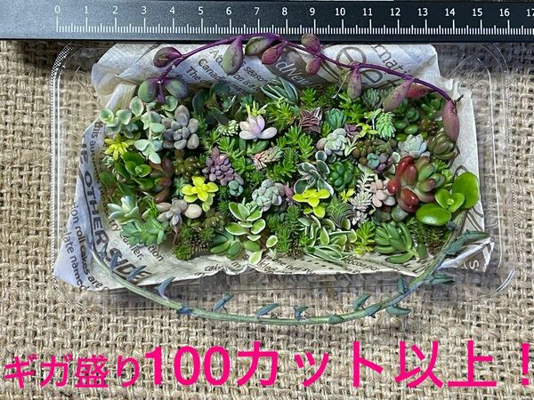 【寄せ植えに！】自家製　多肉植物　草系セダム中心のギガ盛りお弁当［18］