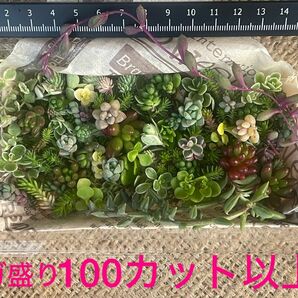 【寄せ植えに！】自家製　多肉植物　草系セダム中心のギガ盛りお弁当［21］