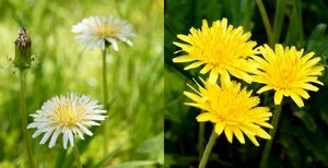 ■京都産　白花50粒＋黄花50粒　シロバナタンポポの種50粒＋カンサイタンポポの種50粒　Dandelion しろばなたんぽぽ　かんさいたんぽぽ