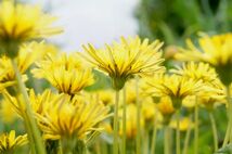 ■京都産　白花40粒＋黄花40粒　シロバナタンポポの種40粒＋カンサイタンポポの種40粒　Dandelion しろばなたんぽぽ　かんさいたんぽぽ_画像7