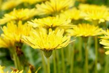 ■京都産　カンサイタンポポの種　30粒　関西たんぽぽのタネ　Kansai Dandelion かんさいたんぽぽ　_画像5