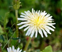 ■京都産　白花40粒＋黄花40粒　シロバナタンポポの種40粒＋カンサイタンポポの種40粒　Dandelion しろばなたんぽぽ　かんさいたんぽぽ_画像4