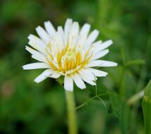 ■京都産　白花40粒＋黄花40粒　シロバナタンポポの種40粒＋カンサイタンポポの種40粒　Dandelion しろばなたんぽぽ　かんさいたんぽぽ_画像8