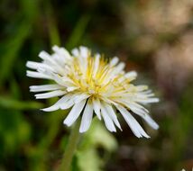 ■京都産　白花40粒＋黄花40粒　シロバナタンポポの種40粒＋カンサイタンポポの種40粒　Dandelion しろばなたんぽぽ　かんさいたんぽぽ_画像2