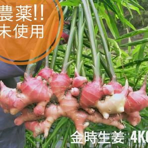 赤が素敵！ 農薬未使用 金時生姜4kg 種用としても。