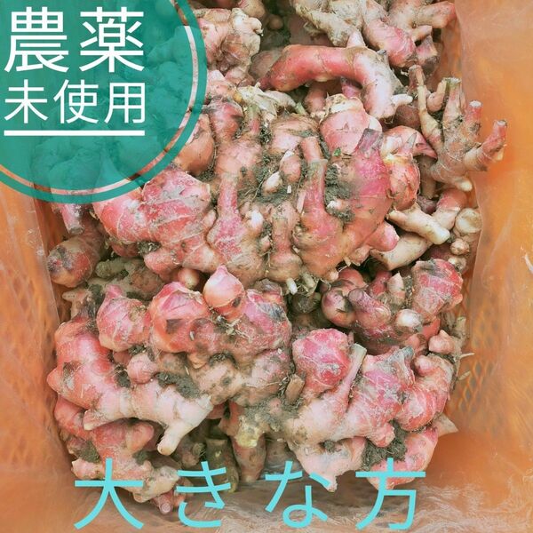 赤が素敵！ 農薬未使用 金時ひね生姜4kg 限界集落栽培