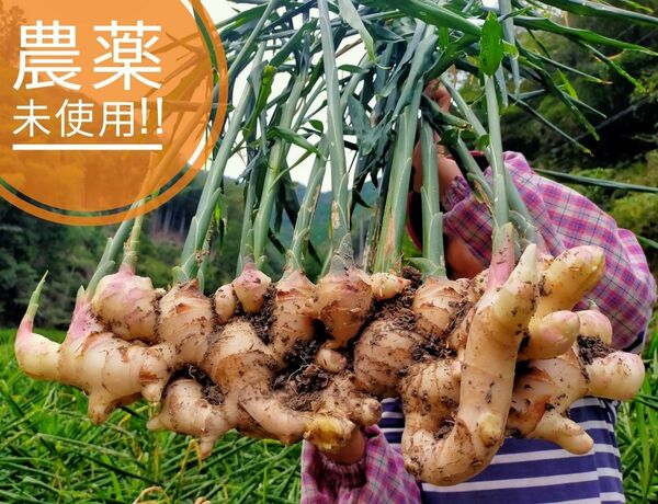 香り高い！ 農薬未使用 ひね生姜4kg 限界集落栽培