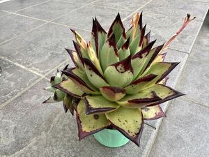 Echeveria エケベリア 大苗 ゛エボニースーパークローン ゛多肉植物 多肉 抜き苗