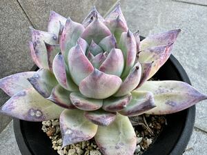 Echeveria エケベリア 大苗 ゛ポーラーベアー ゛北極熊、白熊 多肉植物 多肉 抜き苗