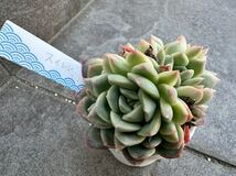 Echeveria エケベリア ゛スイレン ゛The Factory札付き 多肉植物 多肉 抜き苗_画像1