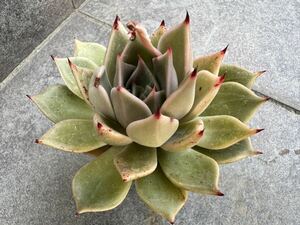 Echeveria エケベリア ゛レッドギア Bタイプ ゛(リラシナ x ルビン)多肉植物 多肉 抜き苗 