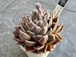 Echeveria エケベリア ゛アシェラット ゛優木園 札付き 多肉植物 多肉