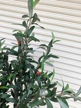 光触媒人工観葉植物オリーブ 造花植物 人工植物 フェイクグリーン　高さ：H155㎝_画像3