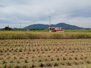 [. мир 5 год производство ] новый рис пестициды примерно 9 сломан . Niigata префектура засвидетельствование специальный культивирование рис Koshihikari белый рис бумажный пакет 10kg