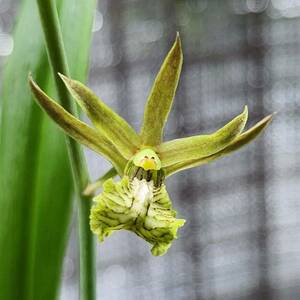 Eulophia andamanensis 洋蘭原種