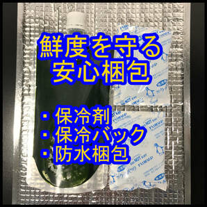 クール便★和香特選生クロレラ100ml★即日発送★ミジンコめだか金魚らんちゅうの餌 針子稚魚の青水作 ワムシゾウリムシ生餌ミドリムシの画像4