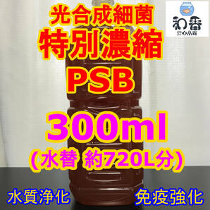 人気お得★飼育安心3点 ゾウリムシ300ml&粉末生クロレラ&PSB300mlセット 針子稚魚のエサ めだか金魚グッピーエサミジンコバクテリア生餌の画像3