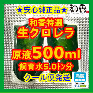 クール便★和香特選生クロレラ500ml★即日発送★ミジンコめだか金魚らんちゅうの餌 針子稚魚の青水作 ワムシゾウリムシ生餌ミドリムシの画像1