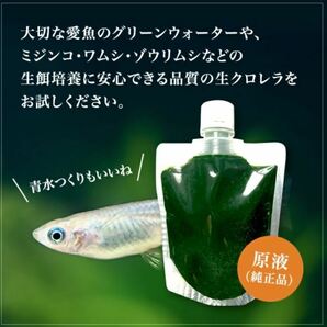 送料無料クール便★和香特選生クロレラ300ml★即日発送★ミジンコめだか金魚らんちゅうの餌 針子稚魚の青水作 ワムシゾウリムシ生餌の画像4