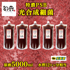 【水質浄化 免疫力強化】特濃光合成細菌PSB5000ml バクテリア めだか らんちゅう 金魚 熱帯魚 グッピーにミジンコゾウリムシクロレラ培養にの画像1