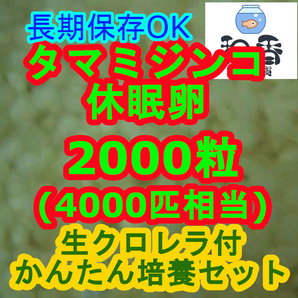 ★タマミジンコ休眠卵2000粒+粉末生クロレラ付 めだからんちゅう グッピーの餌 ゾウリムシブラインシュリンプ代替の画像1