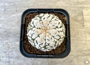 Vタイプ(アロータイプ)スーパー兜 2.5号 タイ実生 Astrophytum asterias V-type Arrow 発根管理中 ⑦ (検 サボテン アストロフィツム