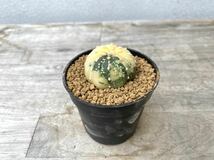 兜錦 2.5号 タイ実生 Astrophytum asterias 発根管理中 ② (検 サボテン アストロフィツム 斑入り 兜_画像3