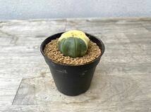 兜錦 2.5号 タイ実生 Astrophytum asterias 発根管理中 ④(検 サボテン アストロフィツム 斑入り 兜_画像3