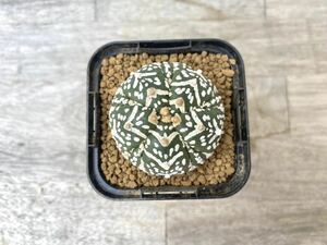 Vタイプ(アロータイプ)スーパー兜 2.5号 タイ実生 Astrophytum asterias V-type Arrow 発根管理中 ⑦ (検 サボテン アストロフィツム