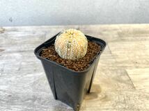 兜錦 2.5号 タイ実生 Astrophytum asterias 発根管理中 ① (検 サボテン アストロフィツム 斑入り 兜_画像2