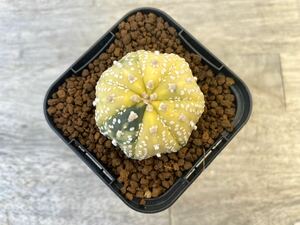 兜錦 2.5号 タイ実生 Astrophytum asterias 発根管理中 ⑥ (検 サボテン アストロフィツム 斑入り 兜