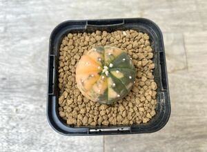 兜錦 2.5号 タイ実生 Astrophytum asterias 発根管理中 ⑥ (検 サボテン アストロフィツム 斑入り 兜