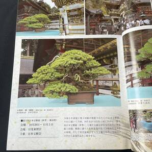 近代盆栽 3冊セット 近代出版 月刊近代盆栽の画像2